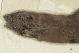 Uncommon Fossil Fish (Notogoneus) - Wyoming #251879-2
